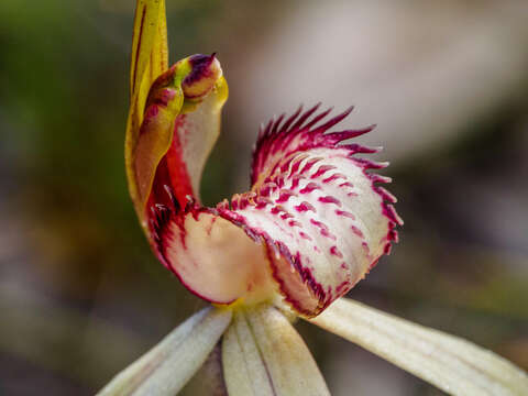 Image of Tawny spider orchid