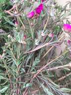 Image of Moss-rose Purslane