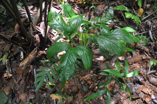 Image of Anthurium impolitum Croat