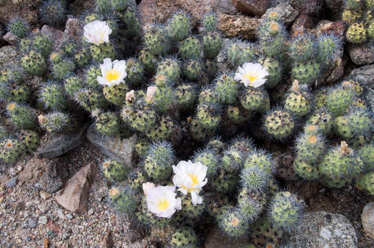 Image of Tephrocactus alexanderi (Britton & Rose) Backeb.