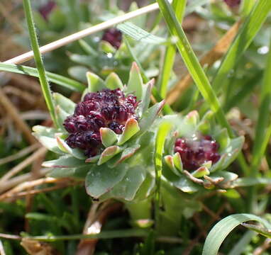 Image of ledge stonecrop