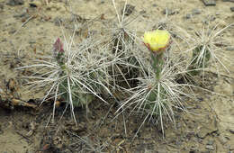 Image of Grusonia densispina (Ralston & Hilsenb.) Rebman