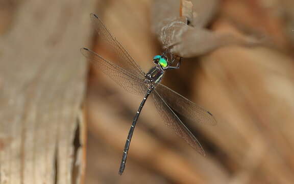 Image of Eusynthemis nigra (Tillyard 1906)