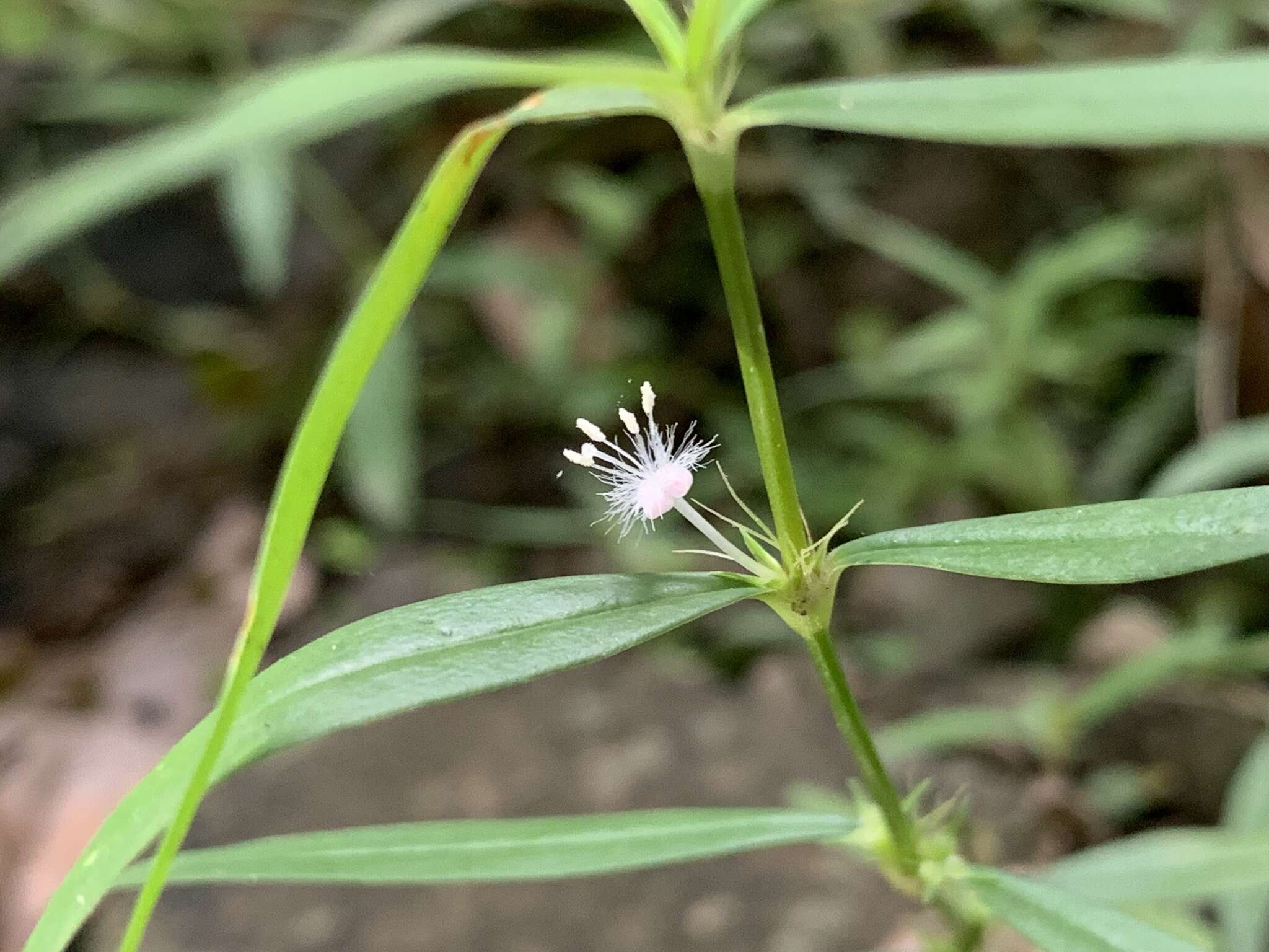 Image of Scleromitrion sirayanum