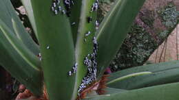 Image of Membracis tectigera Olivier