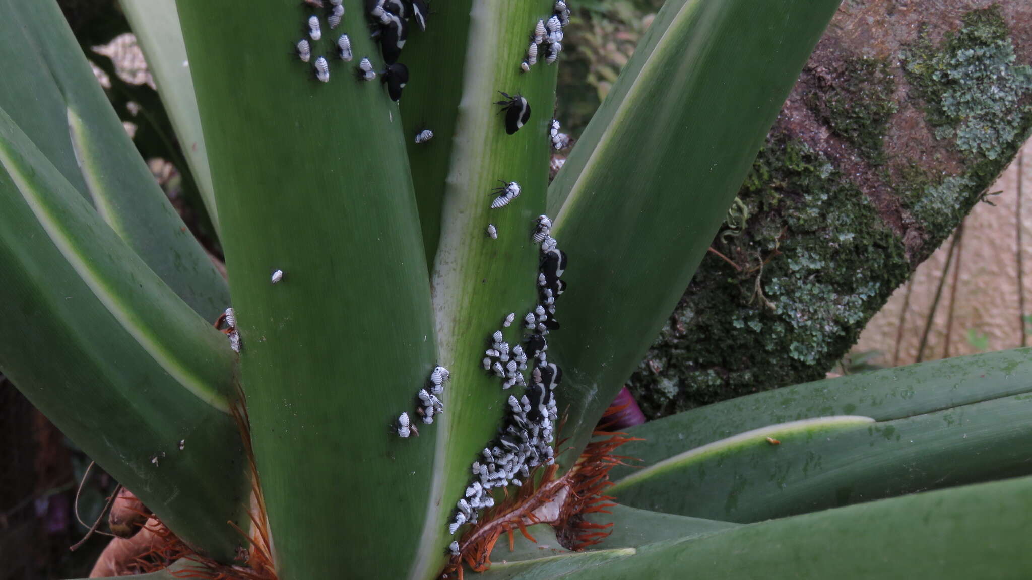 Image of Membracis tectigera Olivier