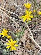 Image of Modoc hawksbeard