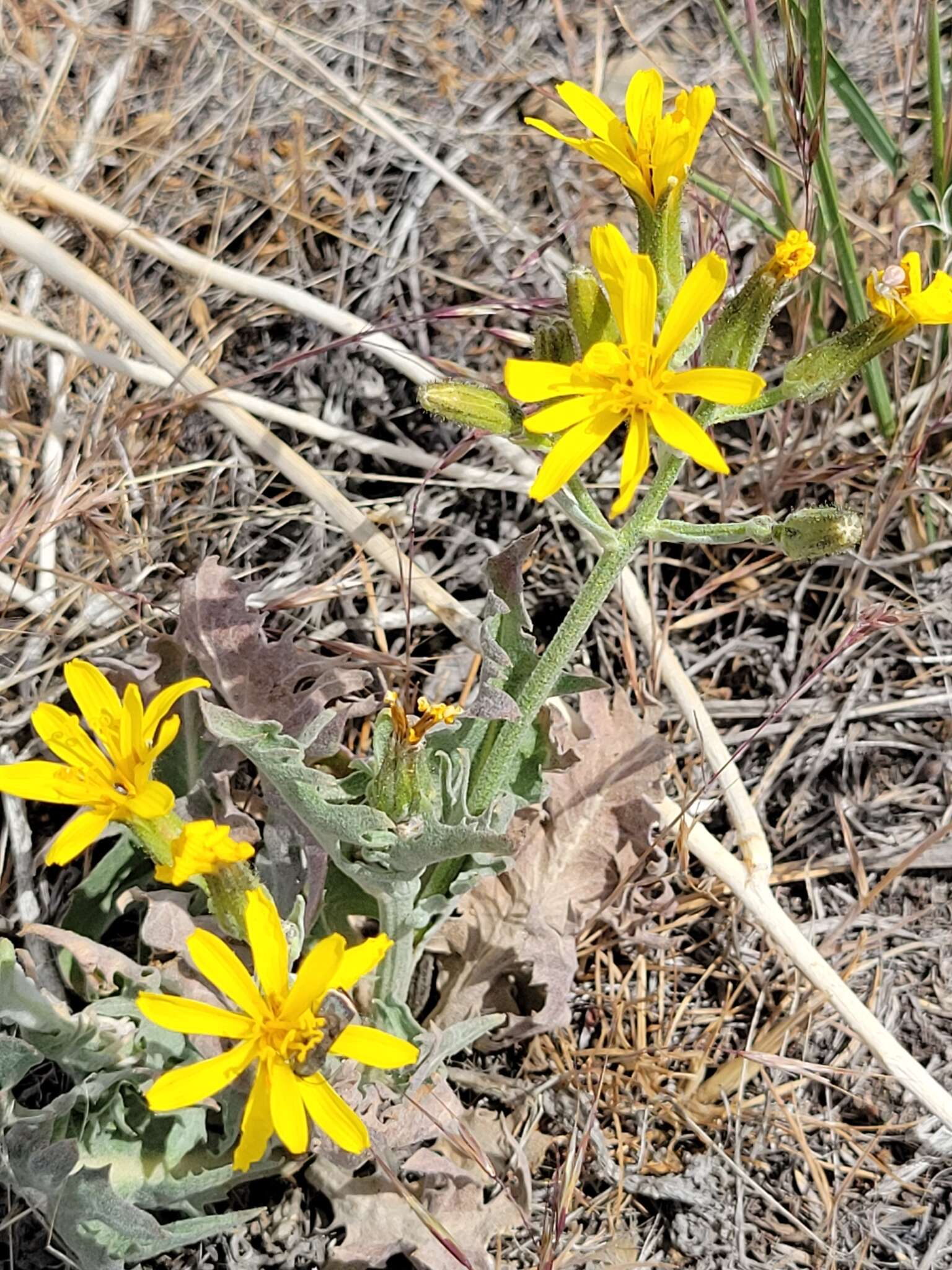 Image of Modoc hawksbeard