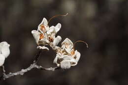 Image de Buddleja marrubiifolia Benth.