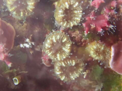 Image of Hideen cup coral