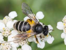 Image of Andrena denticulata (Kirby 1802)