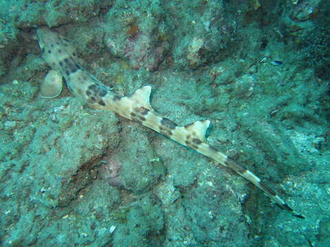 Image of Bamboo shark