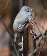 Empidonax hammondii (Xántus 1858)的圖片