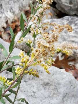 Image of Julia's goldenrod