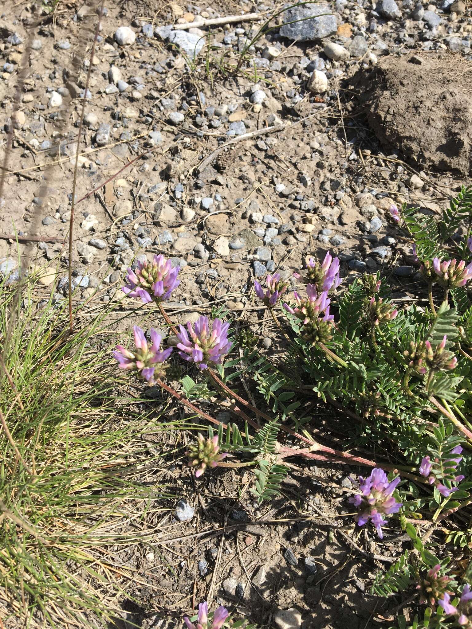 Image of prairie milkvetch