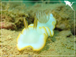 Image of Yellow edge white head flapper slug