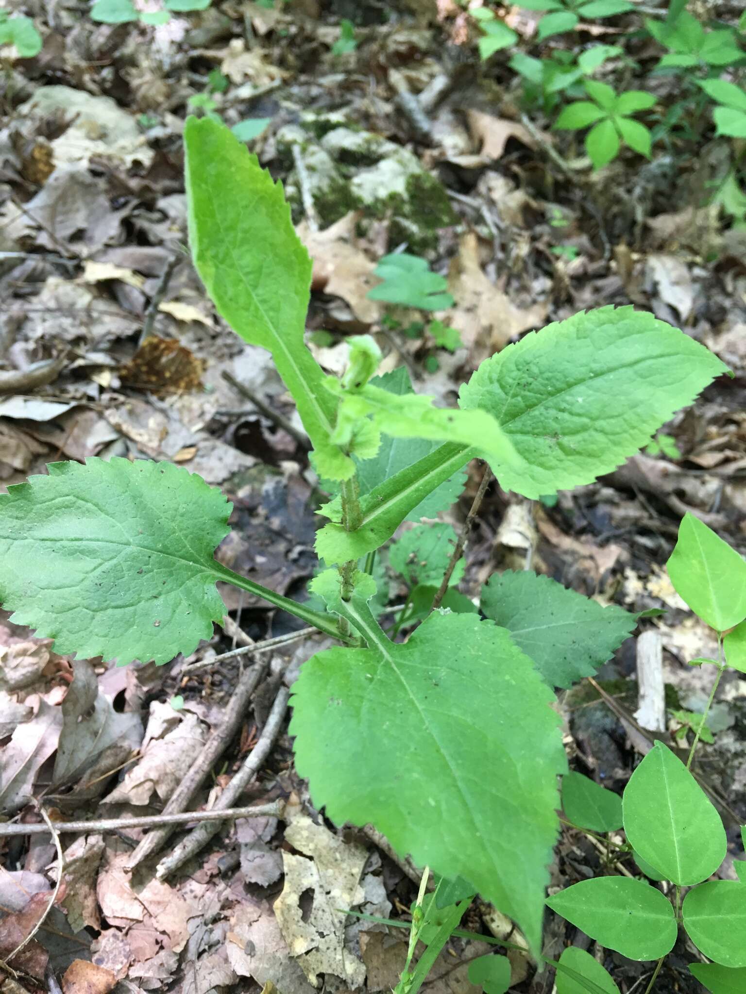 Image of eared goldenrod