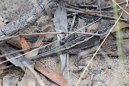 Image of Diporiphora phaeospinosa Edwards & Melville 2011