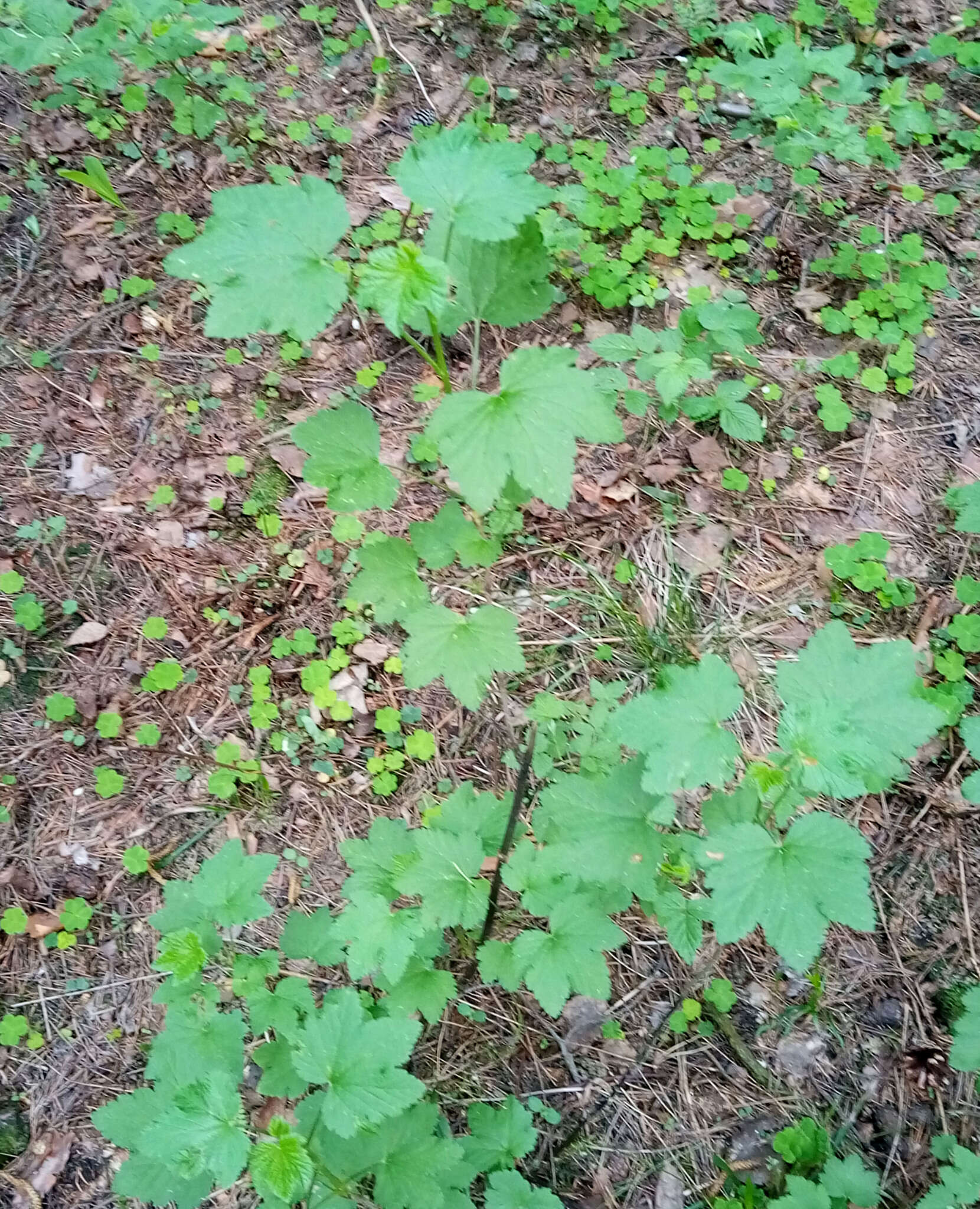 Image of Black Currant