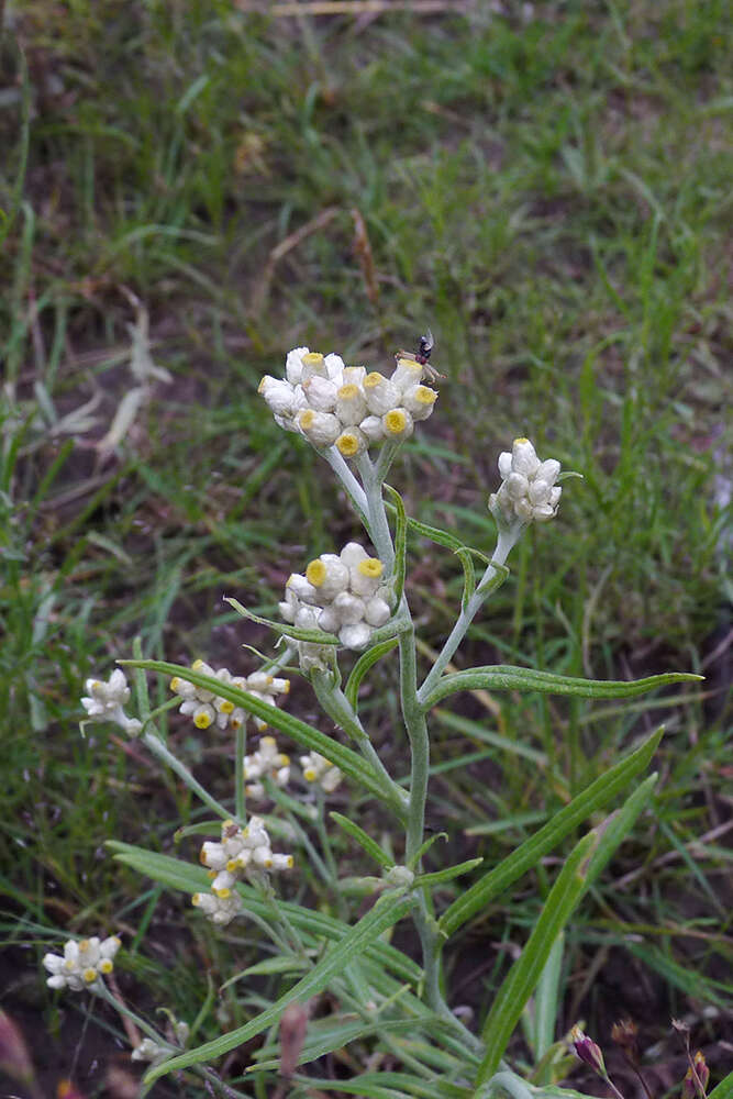 Слика од Pseudognaphalium gaudichaudianum (DC.) A. A. Anderberg