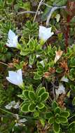 Image of Veronica macrantha Hook. fil.