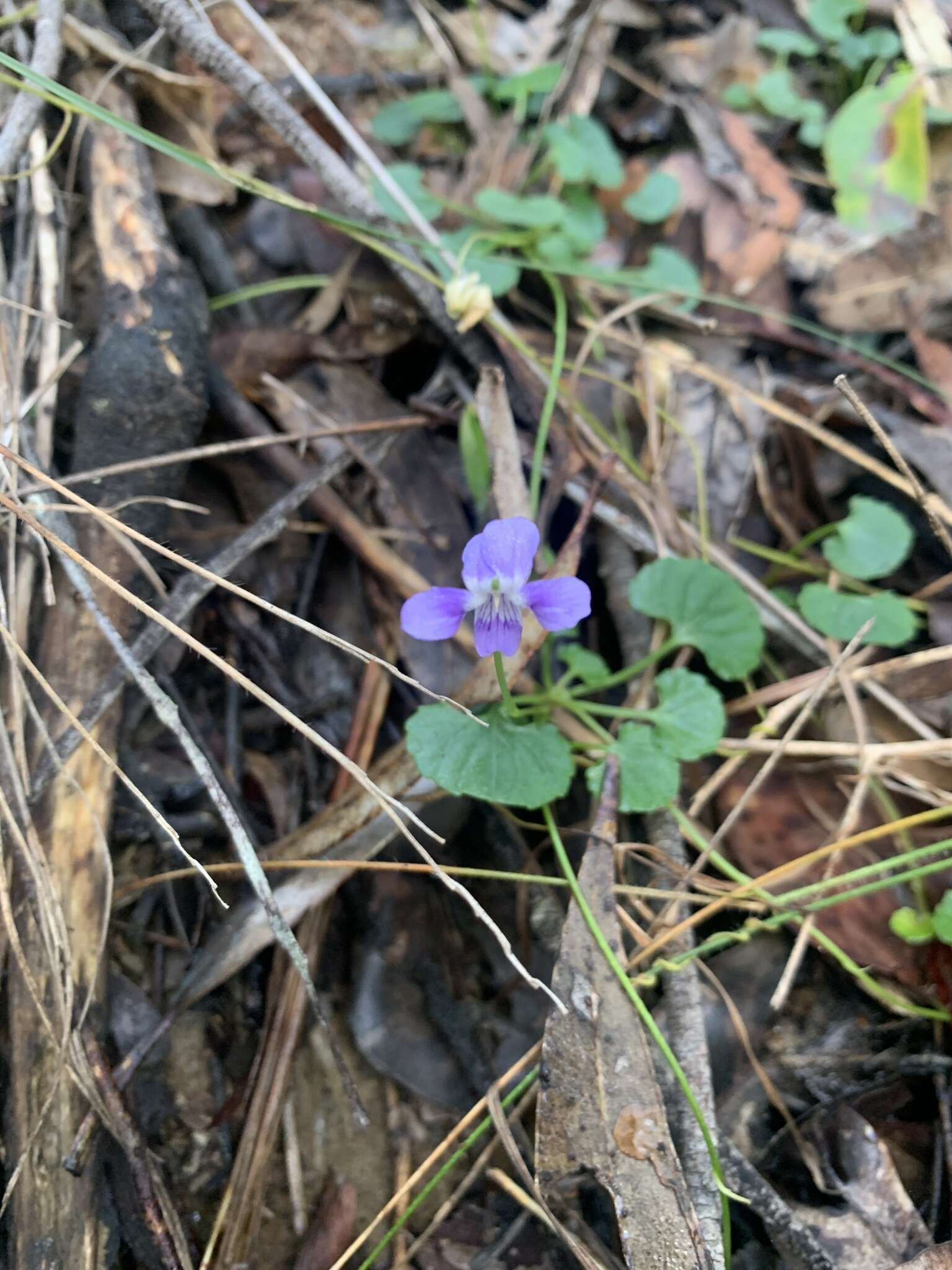 Image of Viola perreniformis (L. G. Adams) R. J. Little & Leiper