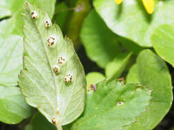 Image of Puccinia aegopodii (Schumach.) Link 1817