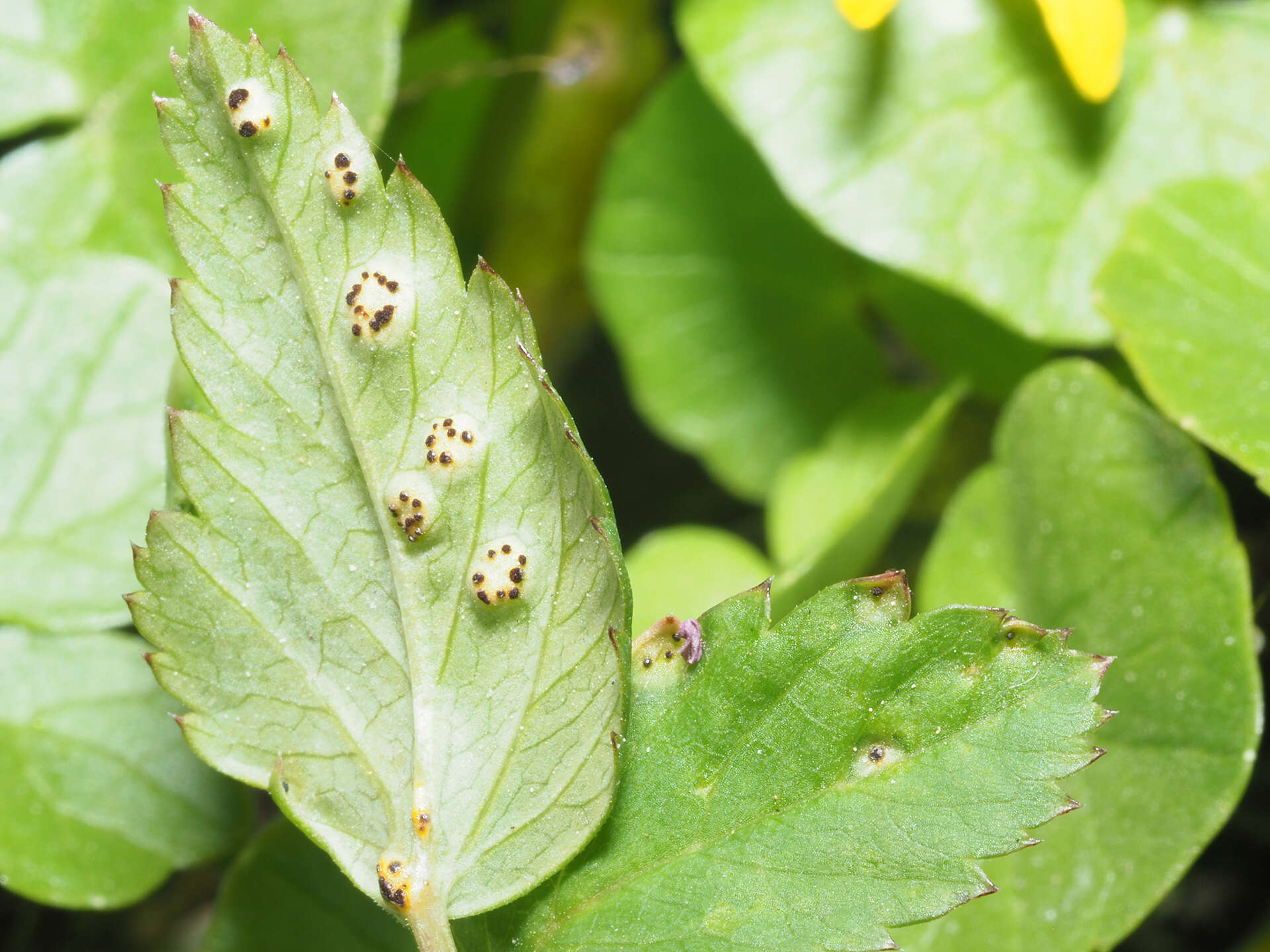 Imagem de Puccinia aegopodii (Schumach.) Link 1817