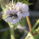 Image of Dufourea mulleri (Cockerell 1898)