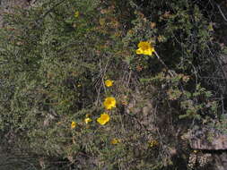 Image of Balbisia verticillata Cav.