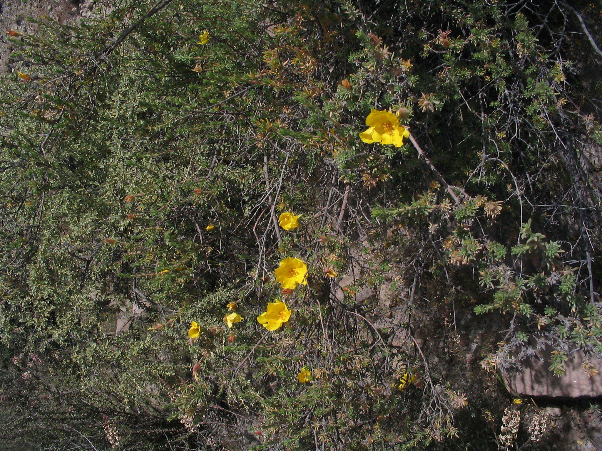 Image de Balbisia verticillata Cav.