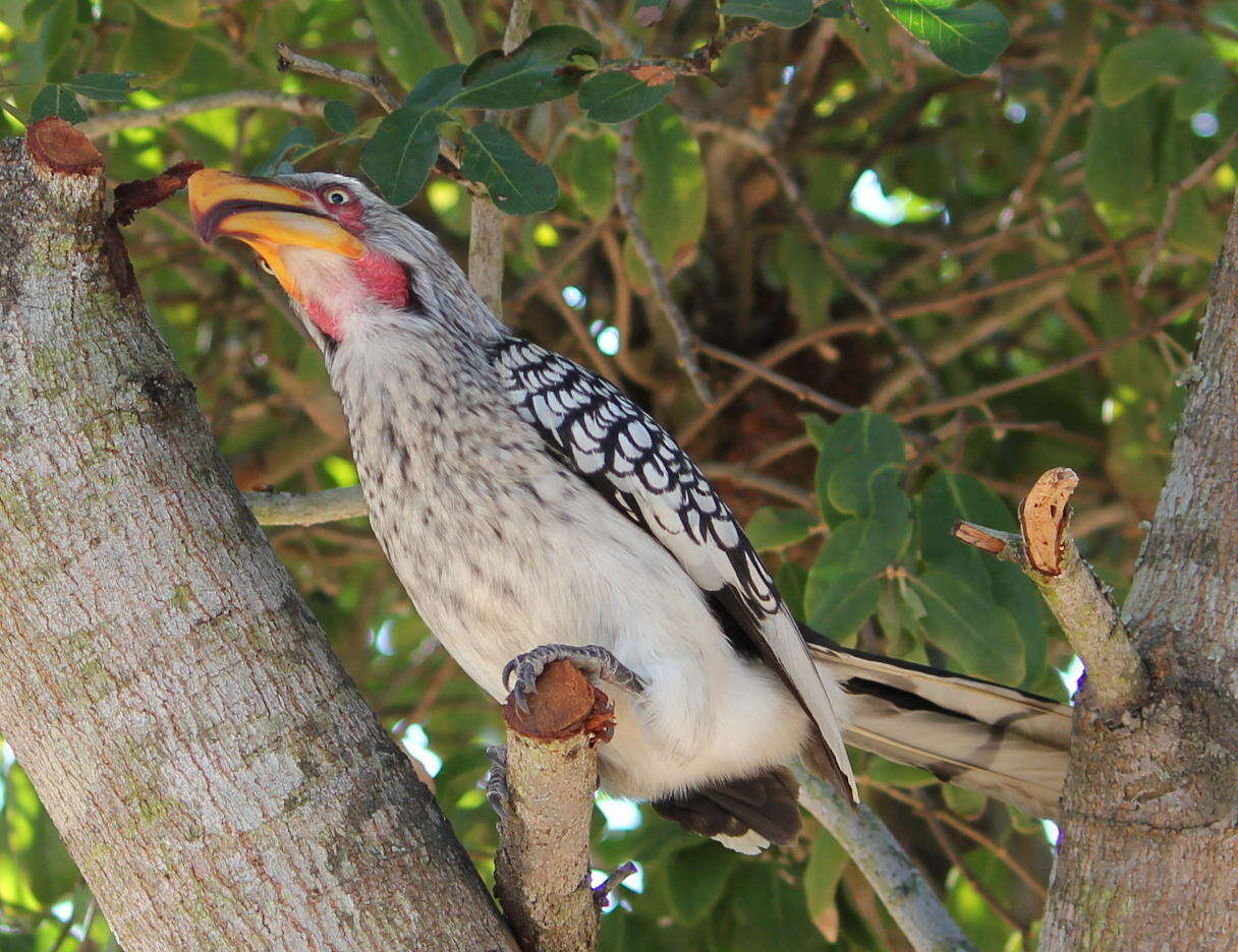 Image of Southern Yellow-billed Hornbill