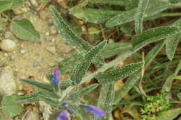 Image of Cretan viper's bugloss