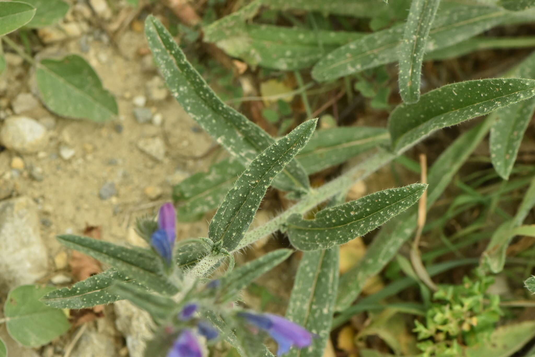 Image of Cretan viper's bugloss