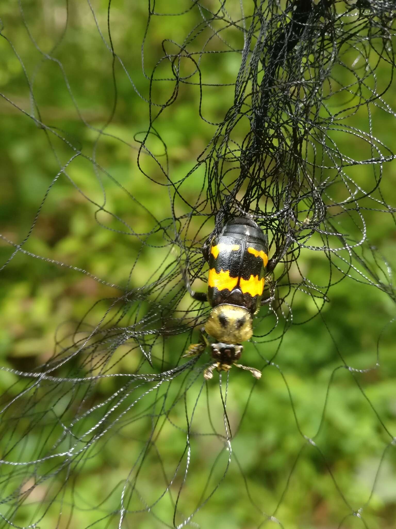 Nicrophorus (Nicrophorus) tomentosus (Weber 1801) resmi