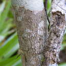 Image of Phyllanthus montanus (Sw.) Sw.