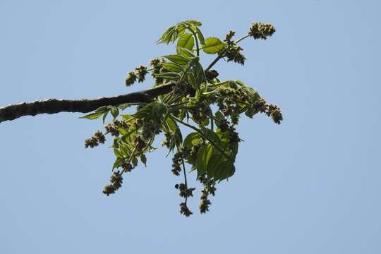 Image de Bursera excelsa (Kunth) Engl.