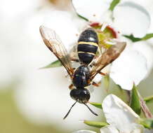 Plancia ëd Lasioglossum tertium (Dalla Torre 1896)