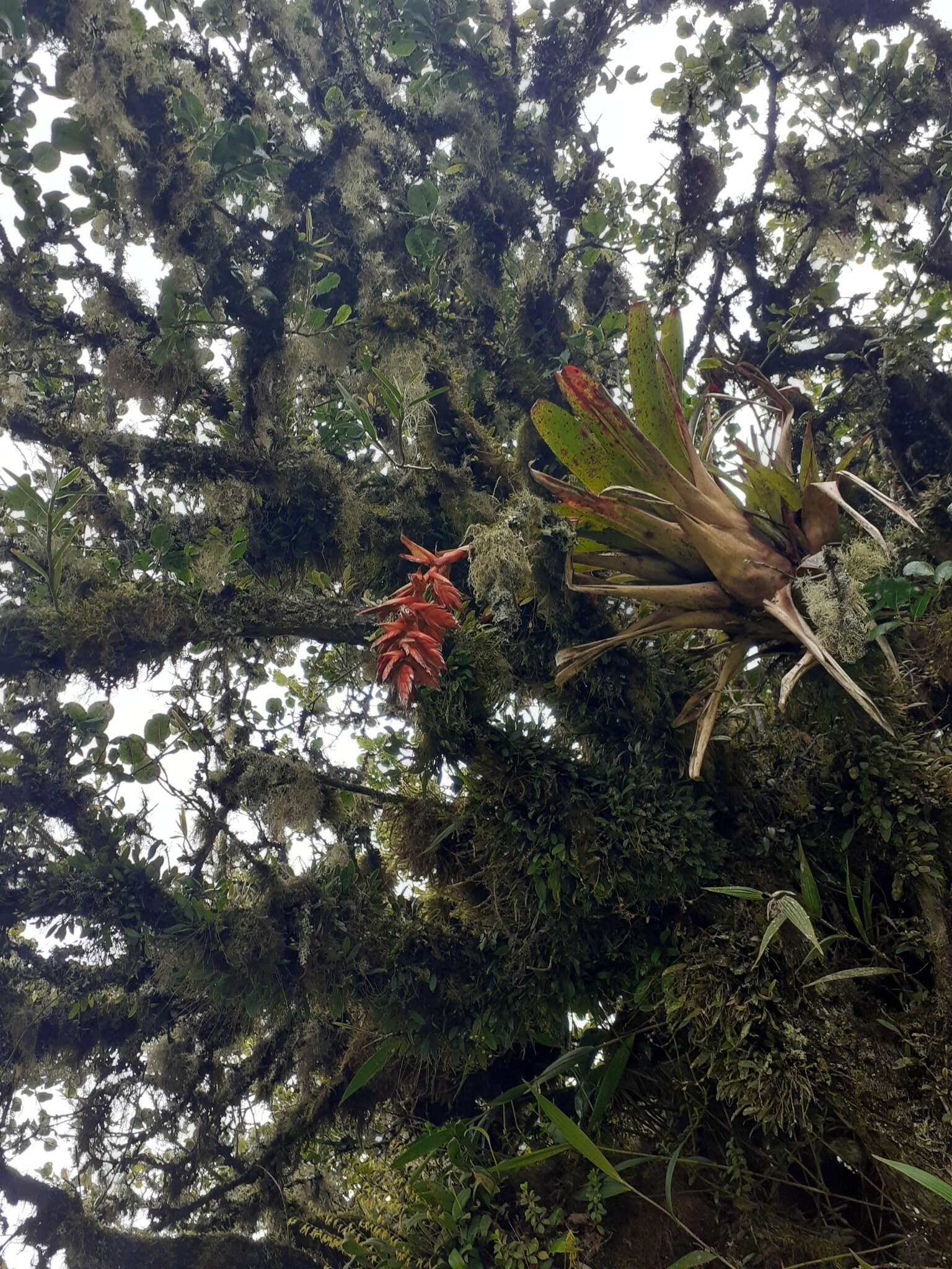 Image of Tillandsia compacta Griseb.