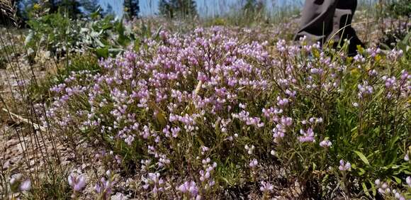 Image of Noel's owl's-clover