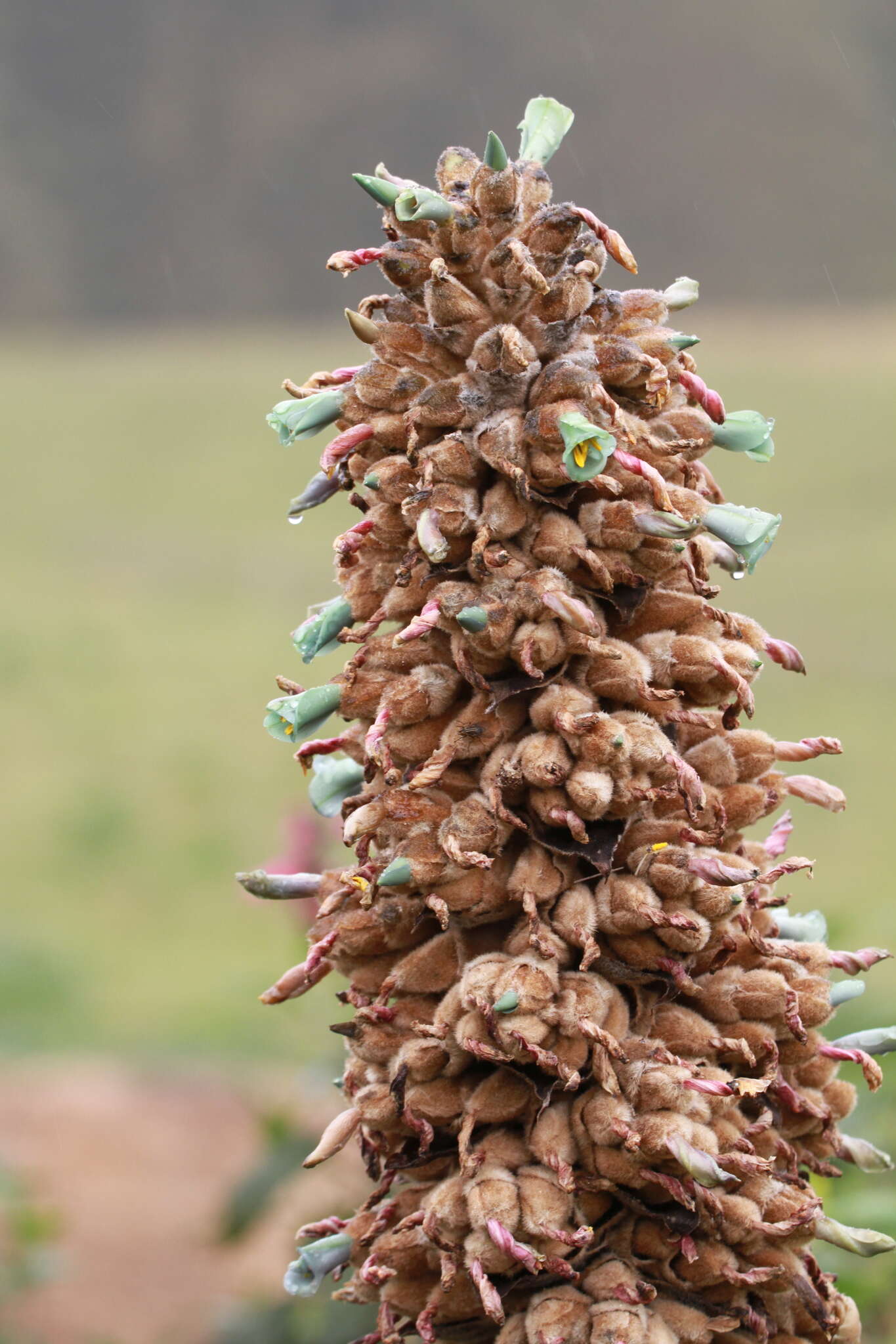 Imagem de Puya glomerifera Mez & Sodiro