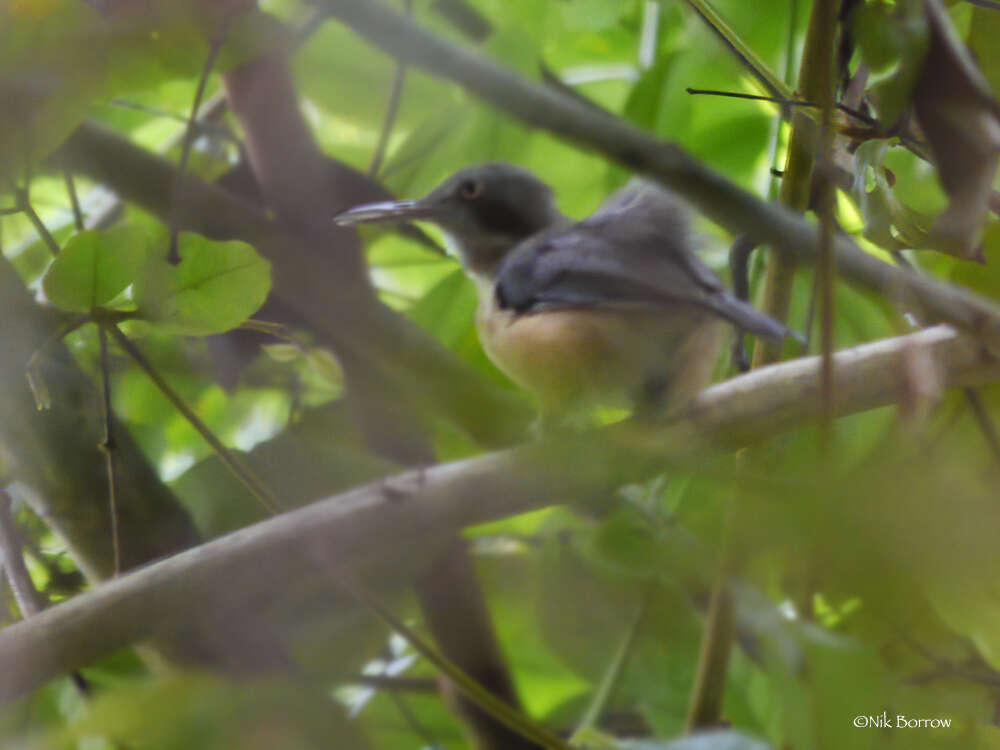 Image of Kemp's Longbill