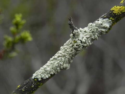 Image of Flavoparmelia subcapitata (Nyl. ex Hasse) Hale ex De Priest & B. W. Hale