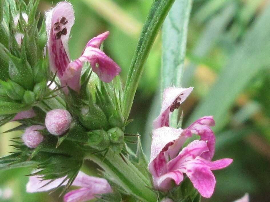 Image of Chinese motherwort