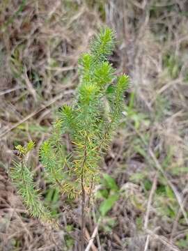 Image of Baccharis aliena (Spreng.) Joch. Müll.