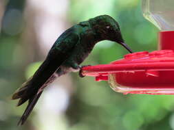 Image of Green-crowned Brilliant