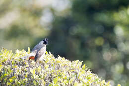 Sivun Pycnonotus aurigaster chrysorrhoides (Lafresnaye 1845) kuva