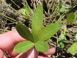 Psoralea hypogaea Torr. & A. Gray resmi