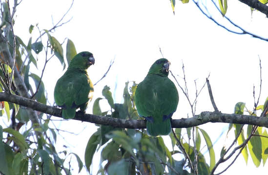 Image of Black-billed Amazon