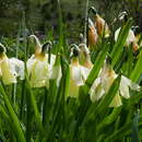 Image of Narcissus moschatus subsp. moleroi (Fern. Casas) Aedo